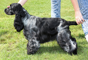 Описание изображения