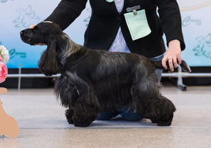 Описание изображения