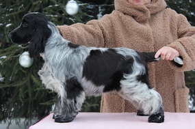 Описание изображения