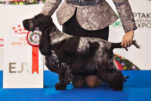 Crufts cocker best sale spaniel 2019