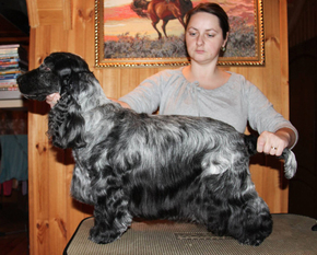 Описание изображения